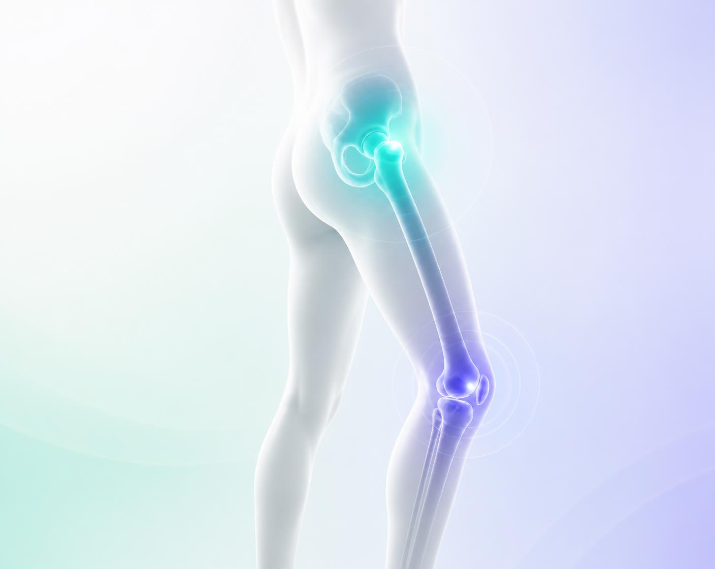 Illustration highlighting the hip and knee joints